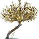 Olive Tree with Ladder (H55) — Aggelos & Filippos Panayiotidis