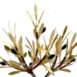 Olive Tree of Love (H25) — Aggelos & Filippos Panayiotidis — vue 3