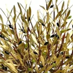 Dense Olive Tree (H52) — Aggelos & Filippos Panayiotidis — vue 2