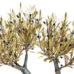 Olive Tree with double trunk (H58) — Aggelos & Filippos Panayiotidis — vue 2